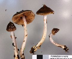 Cortinarius cucumeris