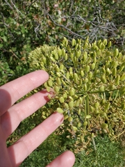 Lomatium multifidum