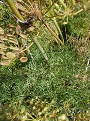 Lomatium multifidum