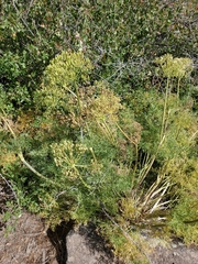 Lomatium multifidum