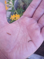 Lepidoptera