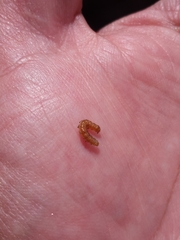 Lepidoptera