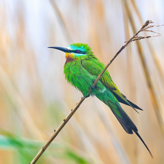 Blue-Cheeked Bee-Eater photo 1