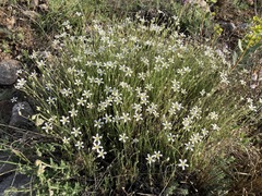 Arenaria grandiflora