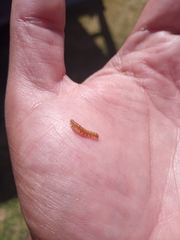 Lepidoptera