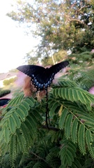 Papilio glaucus