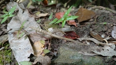 Ocnophiloidea regularis