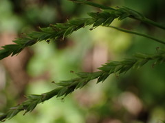 Carex strigosa