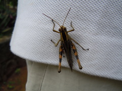 Heteracris guineensis