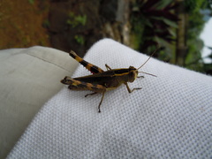 Heteracris guineensis