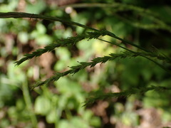 Carex strigosa
