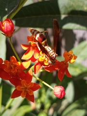 Polistes exclamans