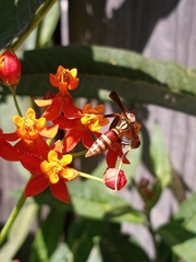 Polistes exclamans