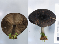 Pluteus similis