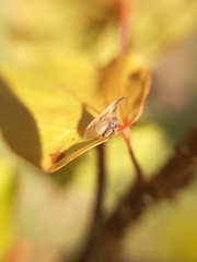 Enchenopa pachycornuta