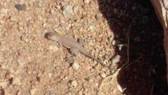 Cophosaurus texanus scitulus