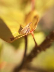 Enchenopa pachycornuta