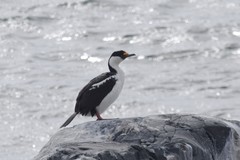 Leucocarbo bransfieldensis