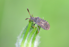 Strobilotoma typhaecornis