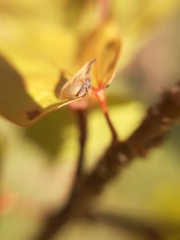 Enchenopa pachycornuta