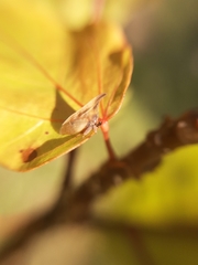 Enchenopa pachycornuta