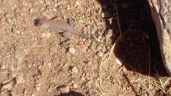 Cophosaurus texanus scitulus