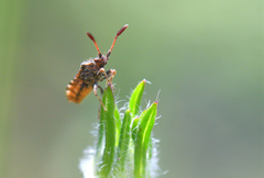 Strobilotoma typhaecornis