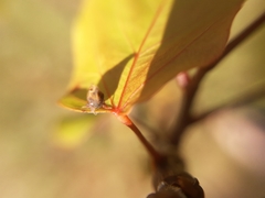 Enchenopa pachycornuta