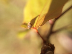 Enchenopa pachycornuta