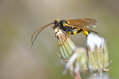 Amblyteles armatorius