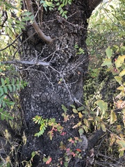 Schinopsis lorentzii