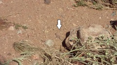 Cophosaurus texanus scitulus