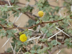 Vachellia flava