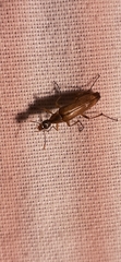 Stenotrachelidae
