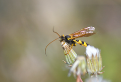 Amblyteles armatorius