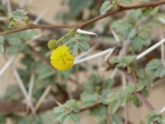 Vachellia flava
