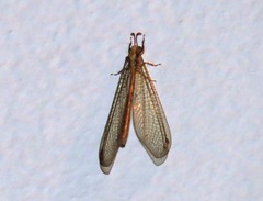 Austroleon immitis
