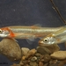 Notropis rubellus - Photo (c) Andrew Hoffman，保留部份權利CC BY-NC-ND