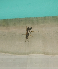 Sceliphron caementarium