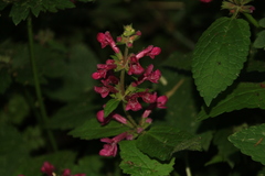 Stachys chamissonis cooleyae