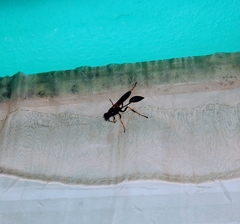 Sceliphron caementarium