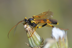 Amblyteles armatorius