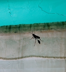Sceliphron caementarium