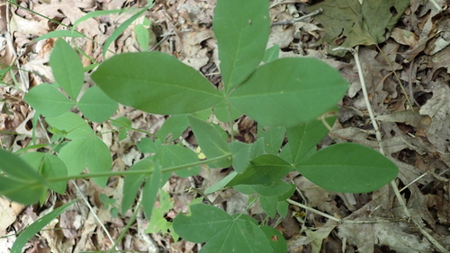 Image of Thermopsis villosa by (c) John Abrams, some rights reserved (CC BY)