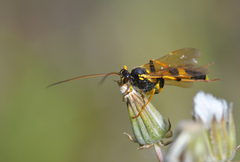 Amblyteles armatorius