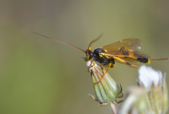 Amblyteles armatorius