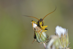 Amblyteles armatorius