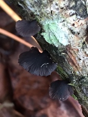Resupinatus alboniger