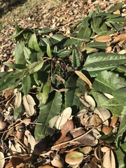 Salvia pentstemonoides