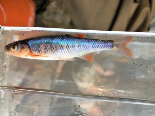 Scarlet Shiner